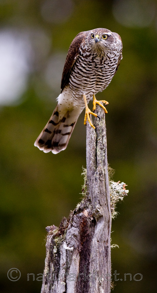 BB 11 0199 / Accipiter nisus / Spurvehauk