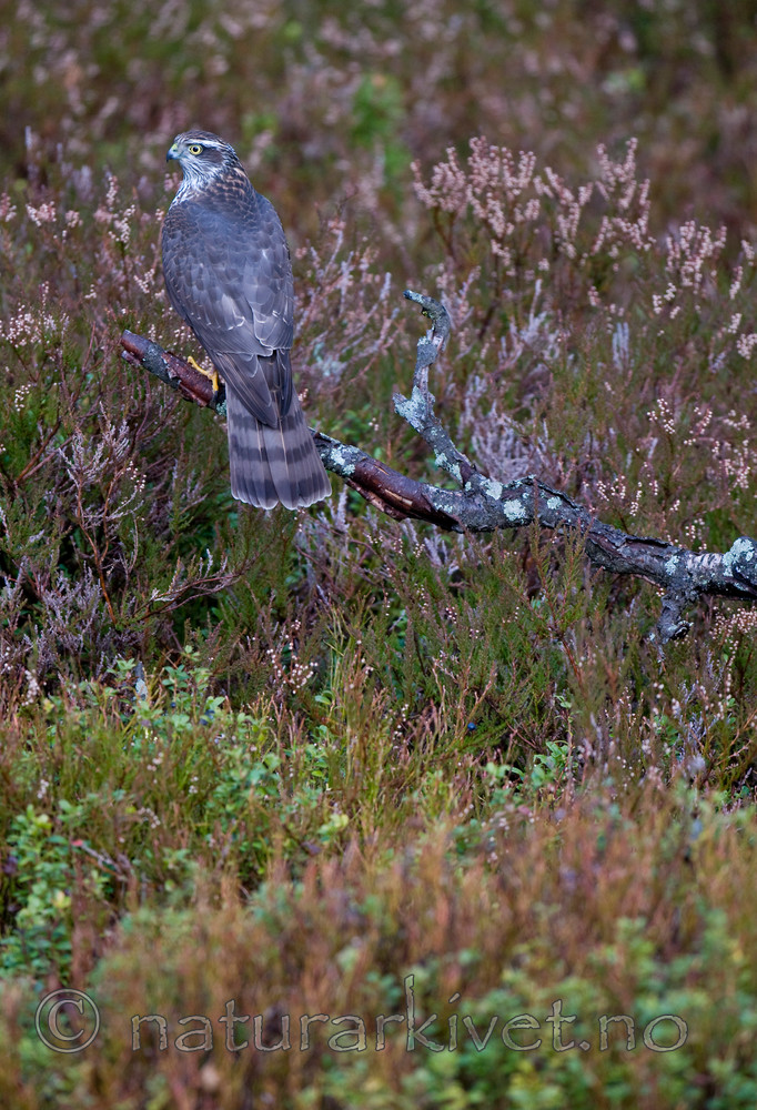 BB 11 0200 / Accipiter nisus / Spurvehauk <br /> Calluna vulgaris / Røsslyng