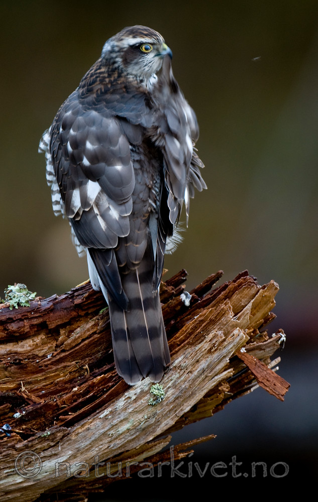 BB 11 0204 / Accipiter nisus / Spurvehauk