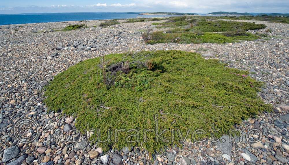 BB 11 0210 / Juniperus communis / Einer