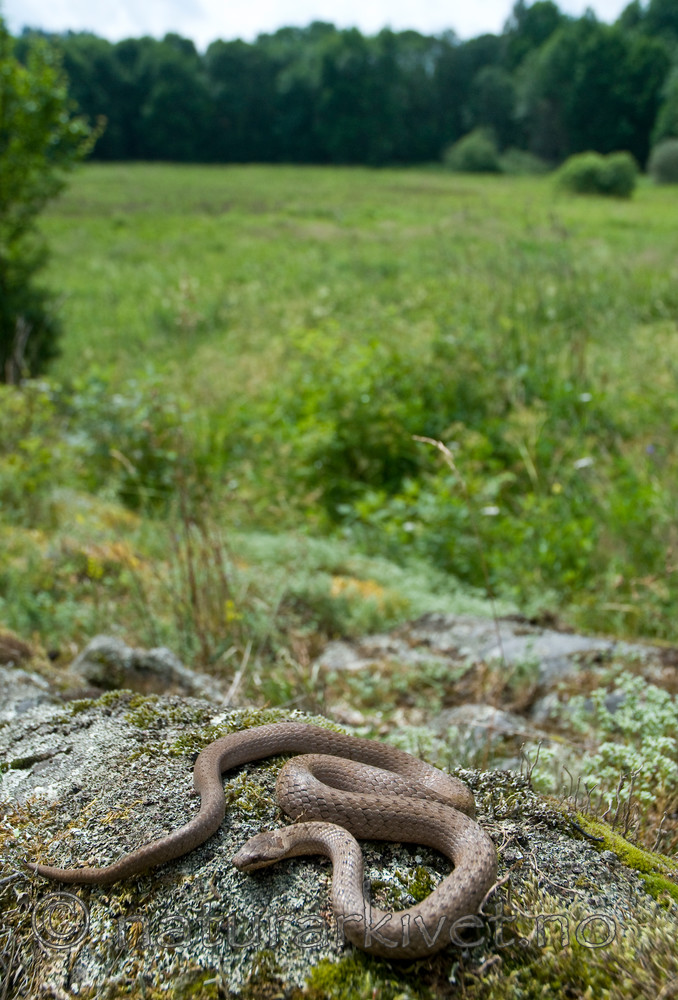 BB 11 0214 / Coronella austriaca / Slettsnok