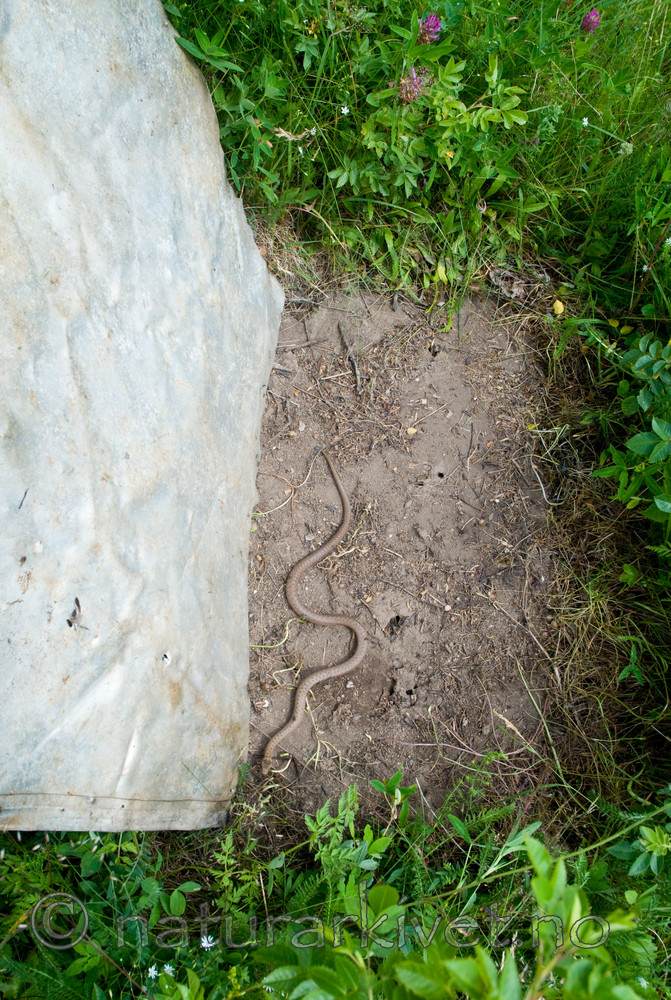 BB 11 0217 / Coronella austriaca / Slettsnok