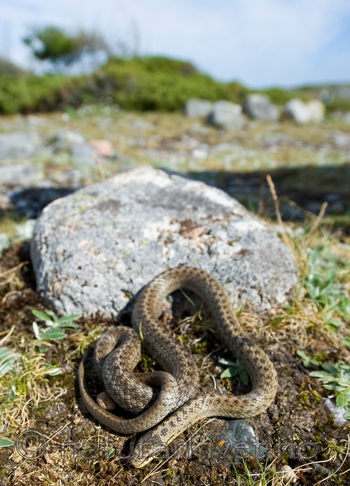 BB 11 0220 / Coronella austriaca / Slettsnok