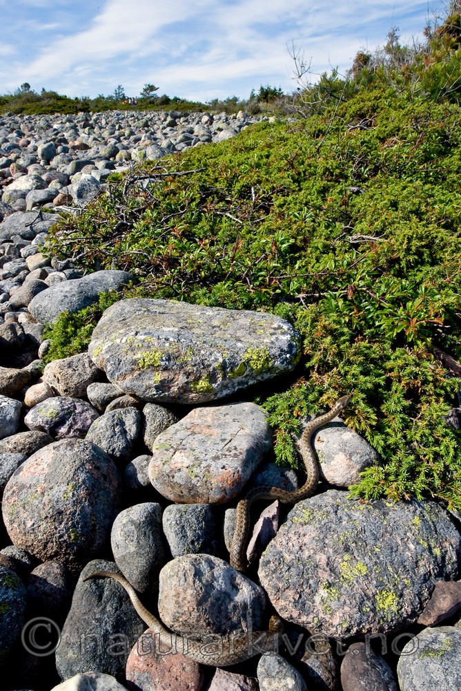 BB 11 0221 / Coronella austriaca / Slettsnok <br /> Juniperus communis / Einer