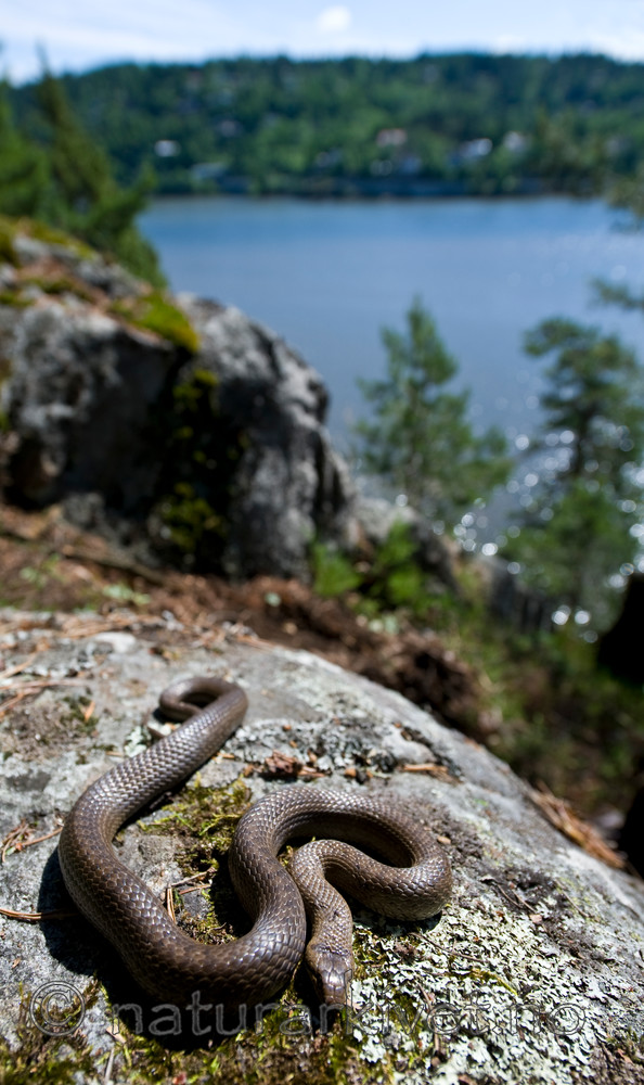 BB 11 0222 / Coronella austriaca / Slettsnok