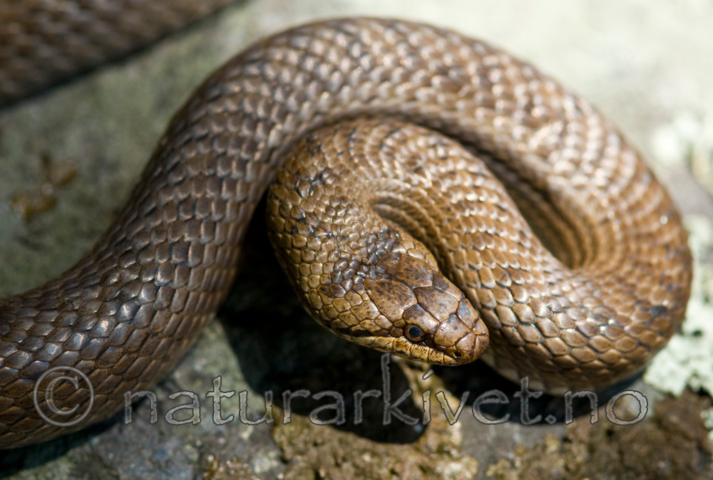 BB 11 0223 / Coronella austriaca / Slettsnok