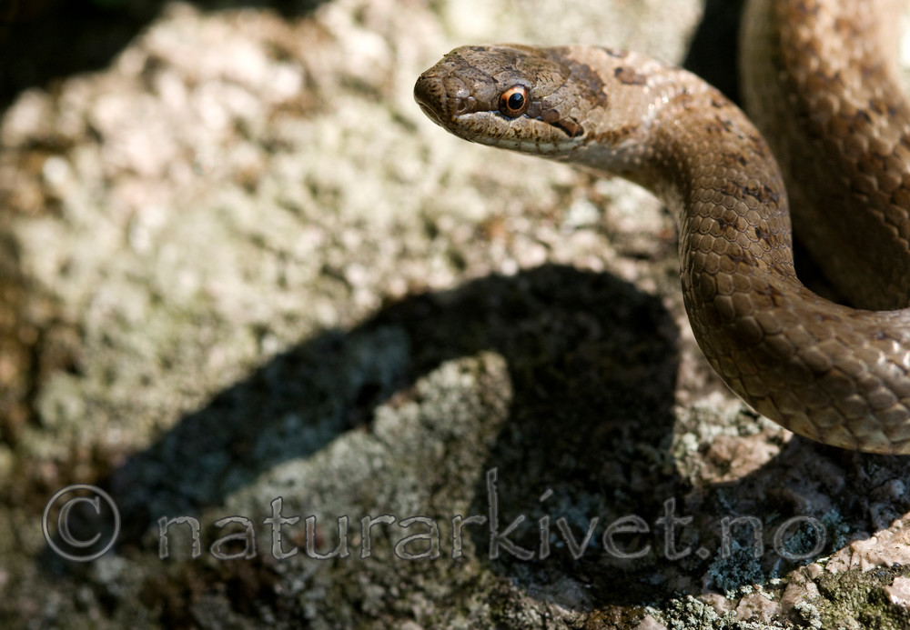 BB 11 0225 / Coronella austriaca / Slettsnok