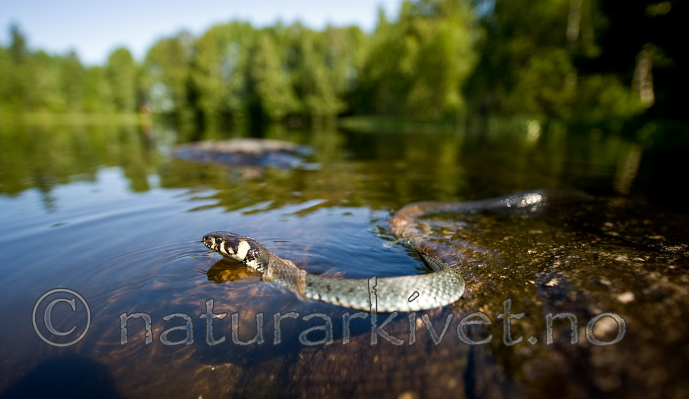 BB 11 0233 / Natrix natrix / Buorm