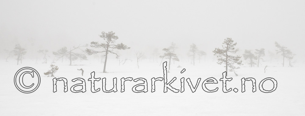 BB 11 0261 / Pinus sylvestris / Furu