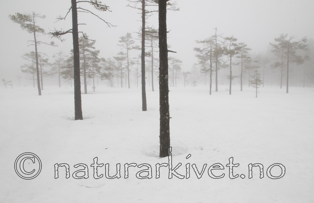 BB 11 0262 / Pinus sylvestris / Furu