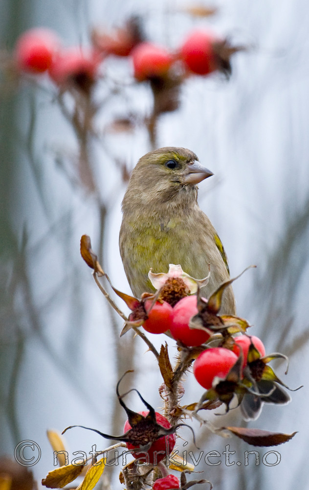 BB 11 0269 / Carduelis chloris / Grønnfink