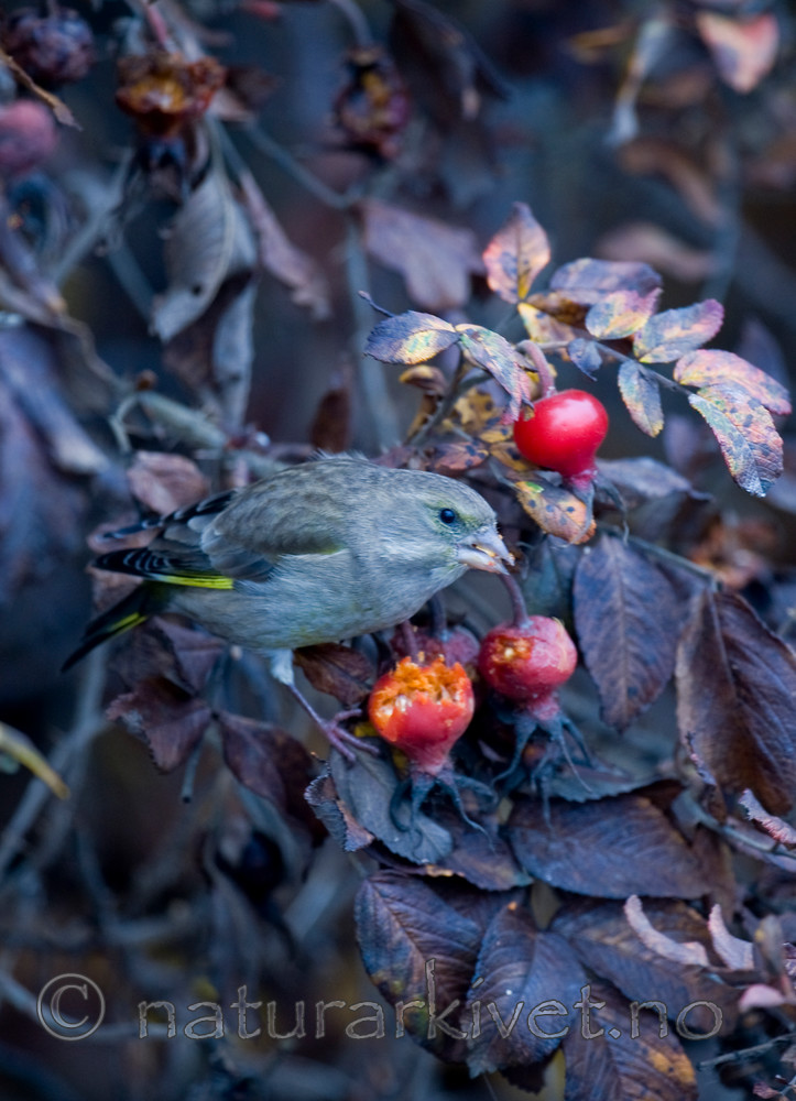 BB 11 0270 / Carduelis chloris / Grønnfink