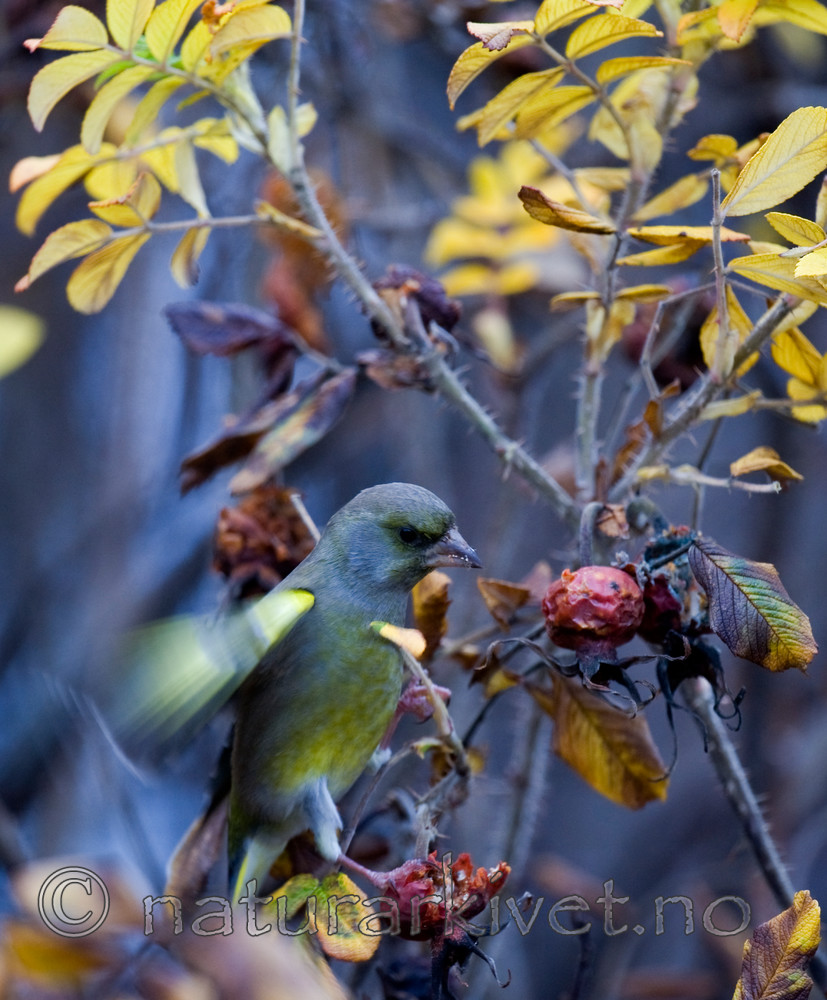 BB 11 0271 / Carduelis chloris / Grønnfink