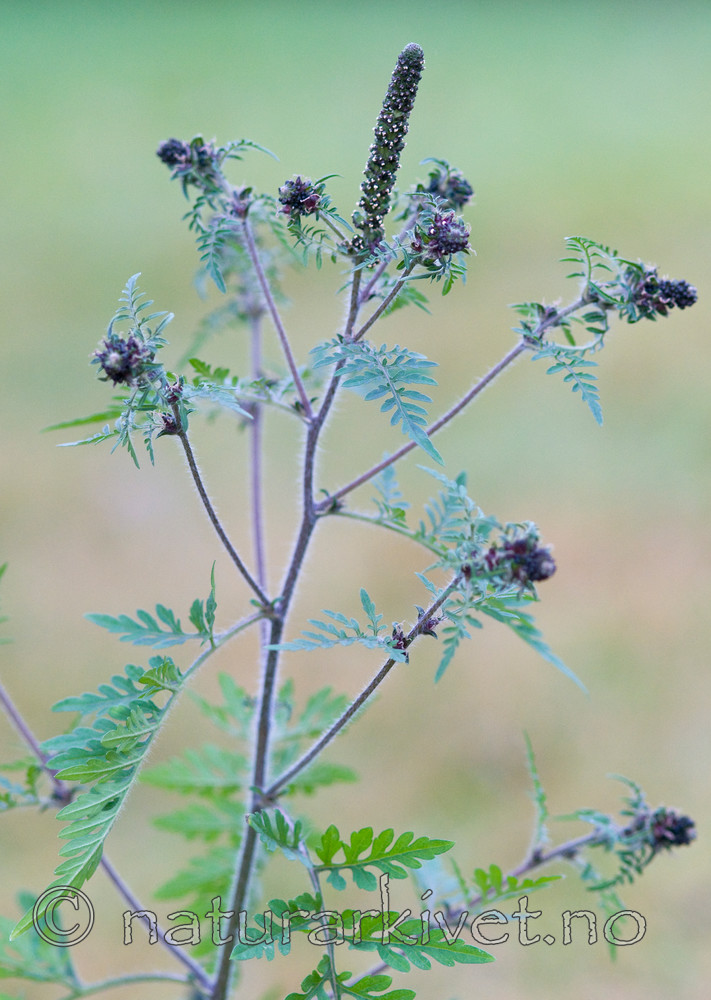 BB 11 0274 / Ambrosia artemisiifolia / Beskambrosia