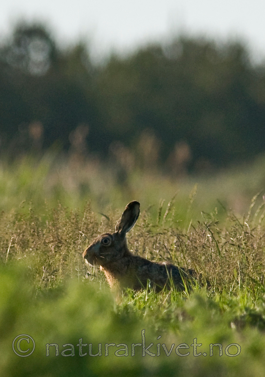 BB 11 0275 / Lepus europaeus / Sørhare