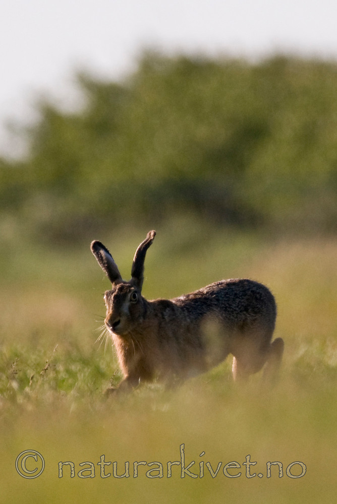 BB 11 0278 / Lepus europaeus / Sørhare