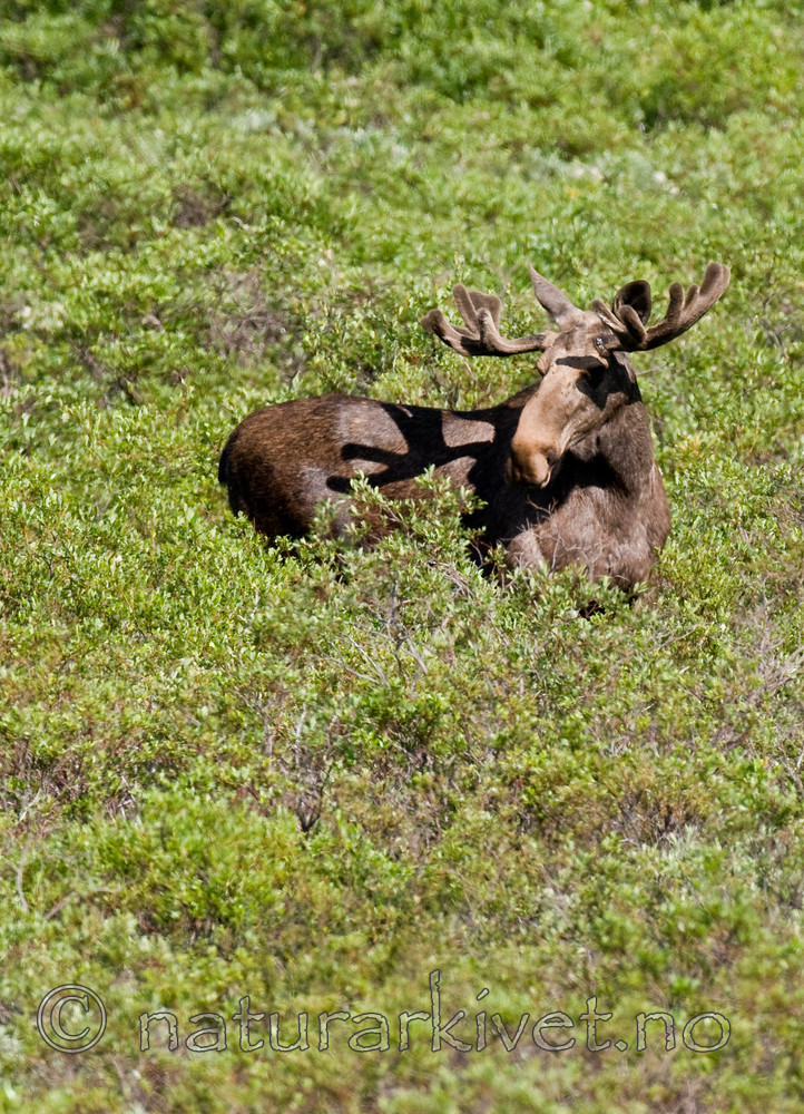 BB 11 0284 / Alces alces / Elg