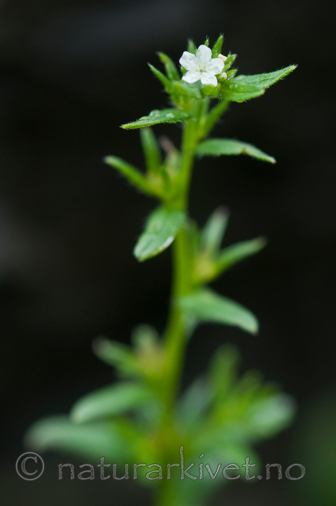 BB 11 0288 / Buglossoides arvensis / åkersteinfrø