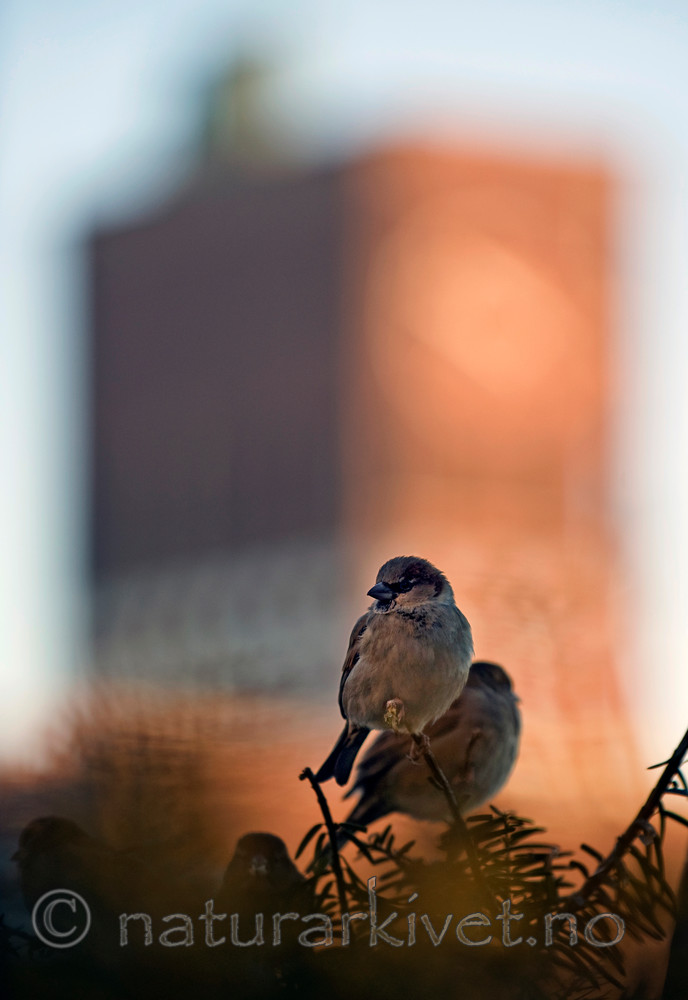 BB 11 0292 / Passer domesticus / Gråspurv