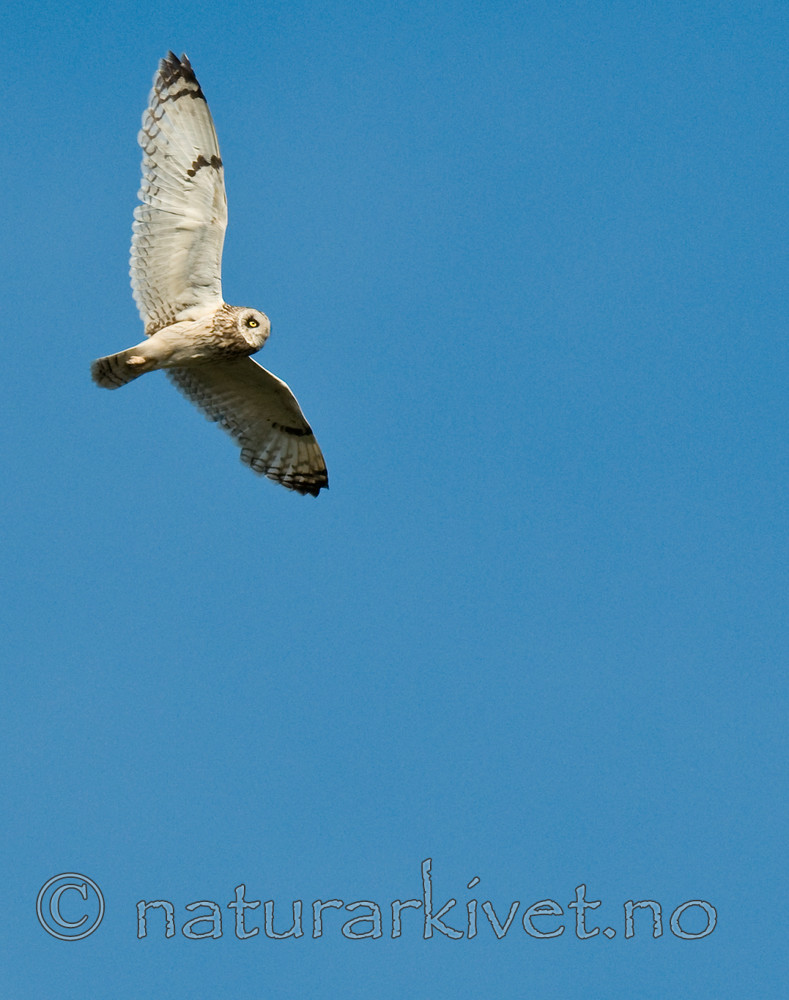 BB 11 0295 / Asio flammeus / Jordugle