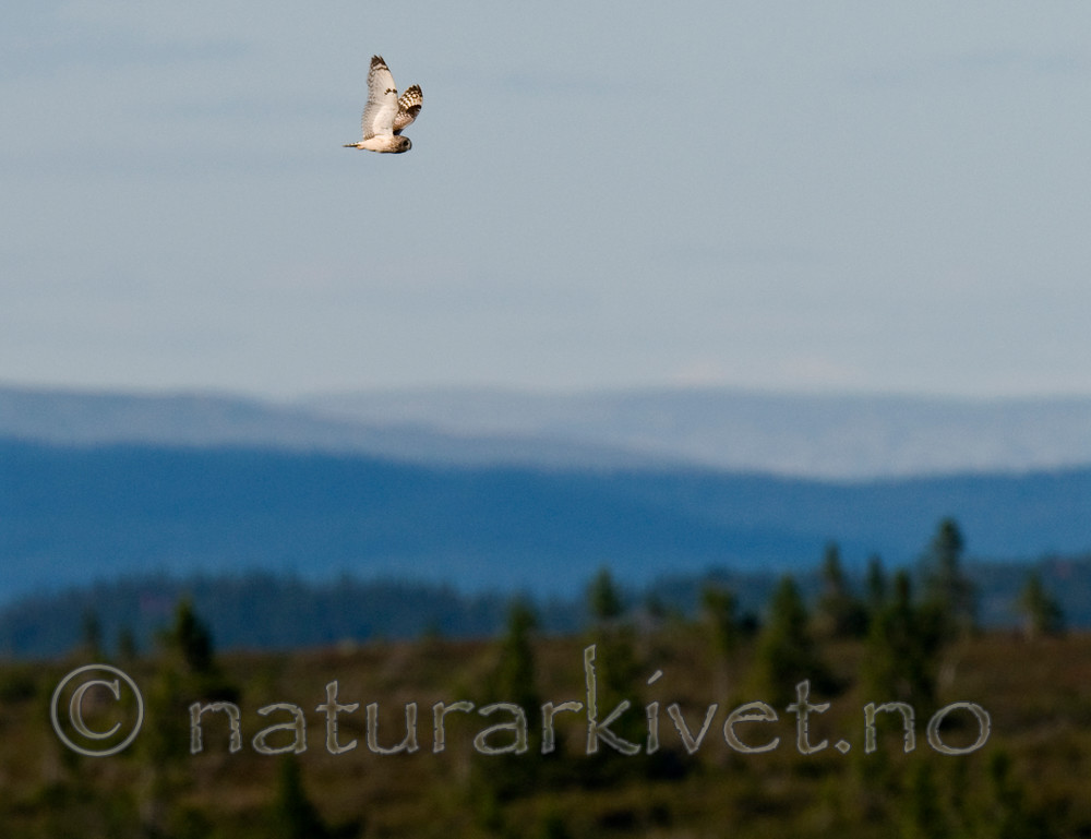 BB 11 0297 / Asio flammeus / Jordugle