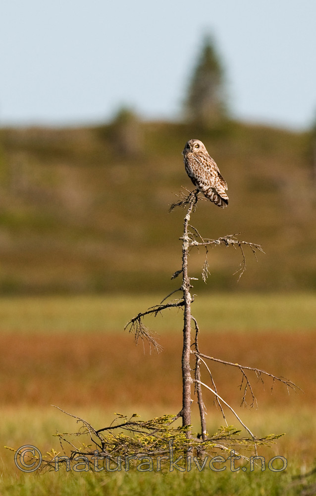 BB 11 0299 / Asio flammeus / Jordugle