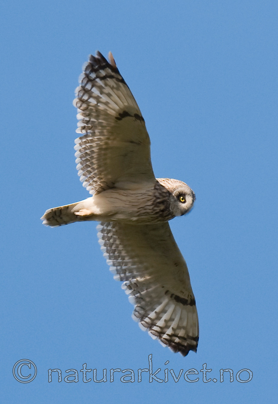 BB 11 0300 / Asio flammeus / Jordugle