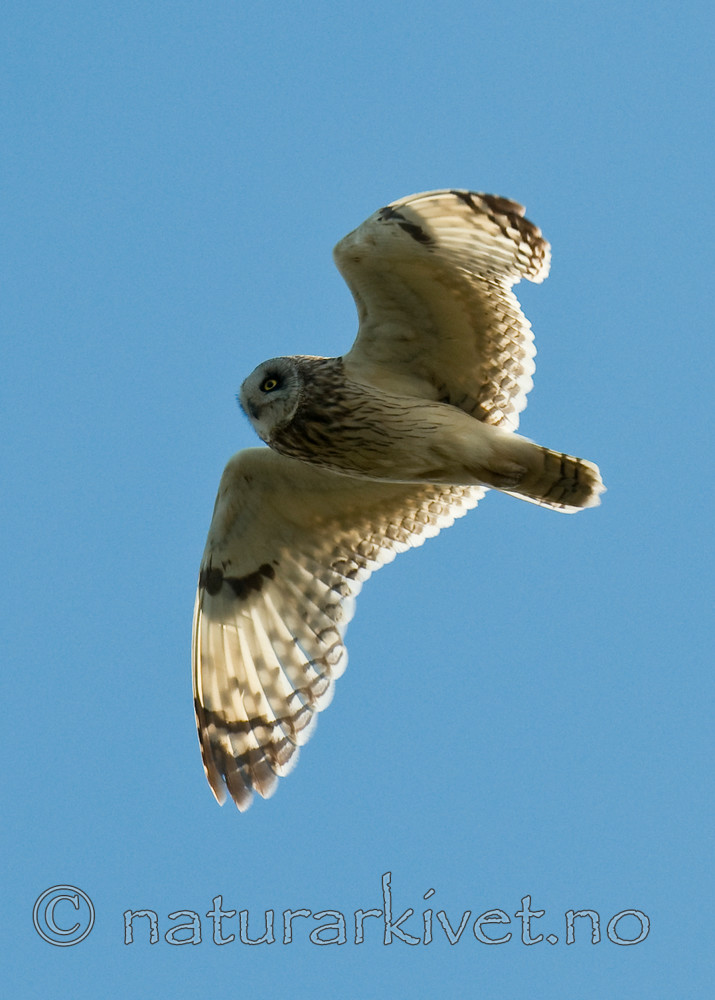 BB 11 0302 / Asio flammeus / Jordugle