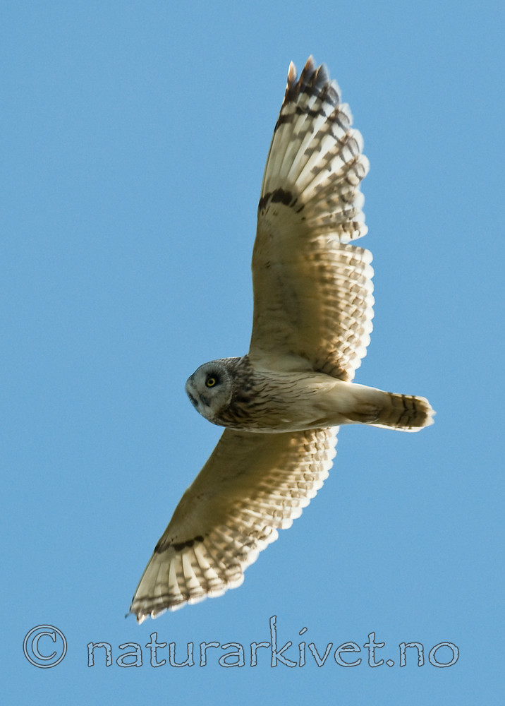 BB 11 0303 / Asio flammeus / Jordugle