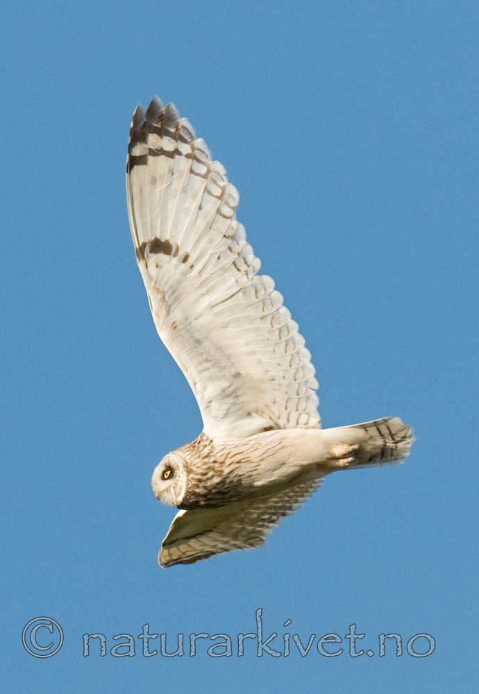 BB 11 0305 / Asio flammeus / Jordugle