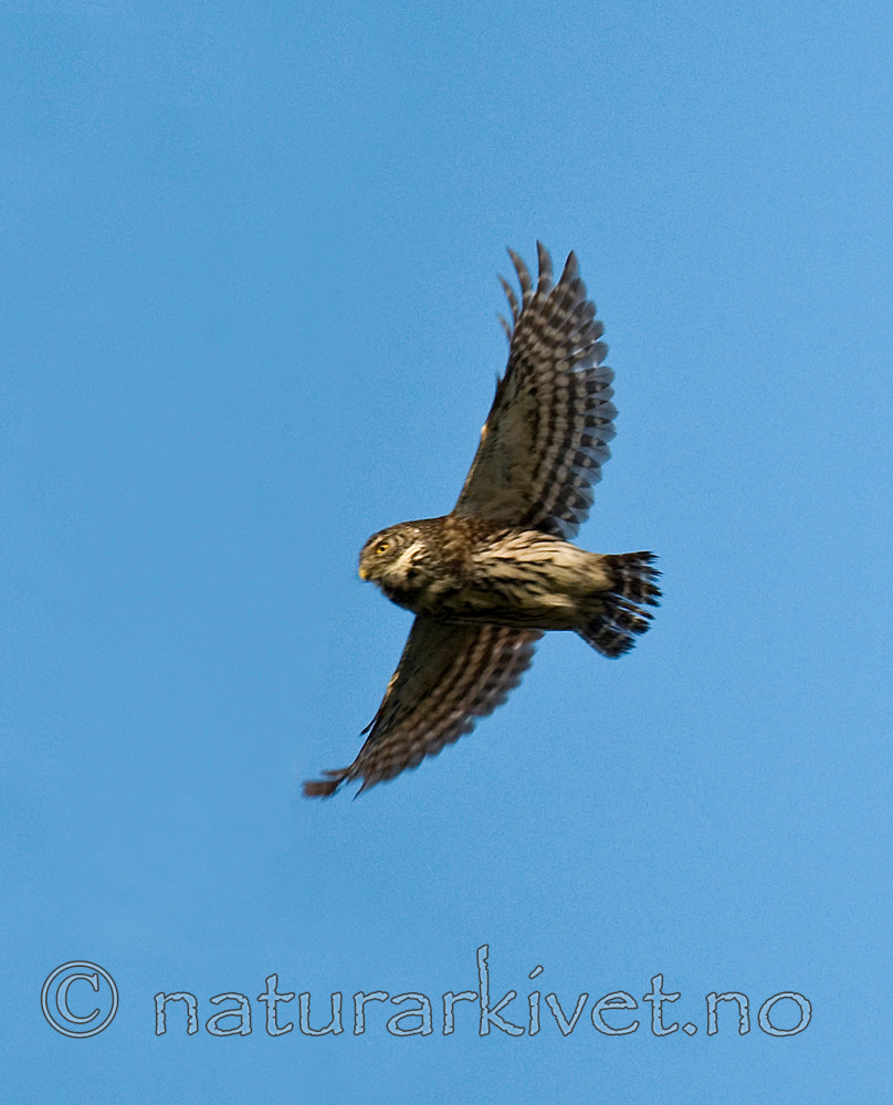 BB 11 0308 / Glaucidium passerinum / Spurveugle
