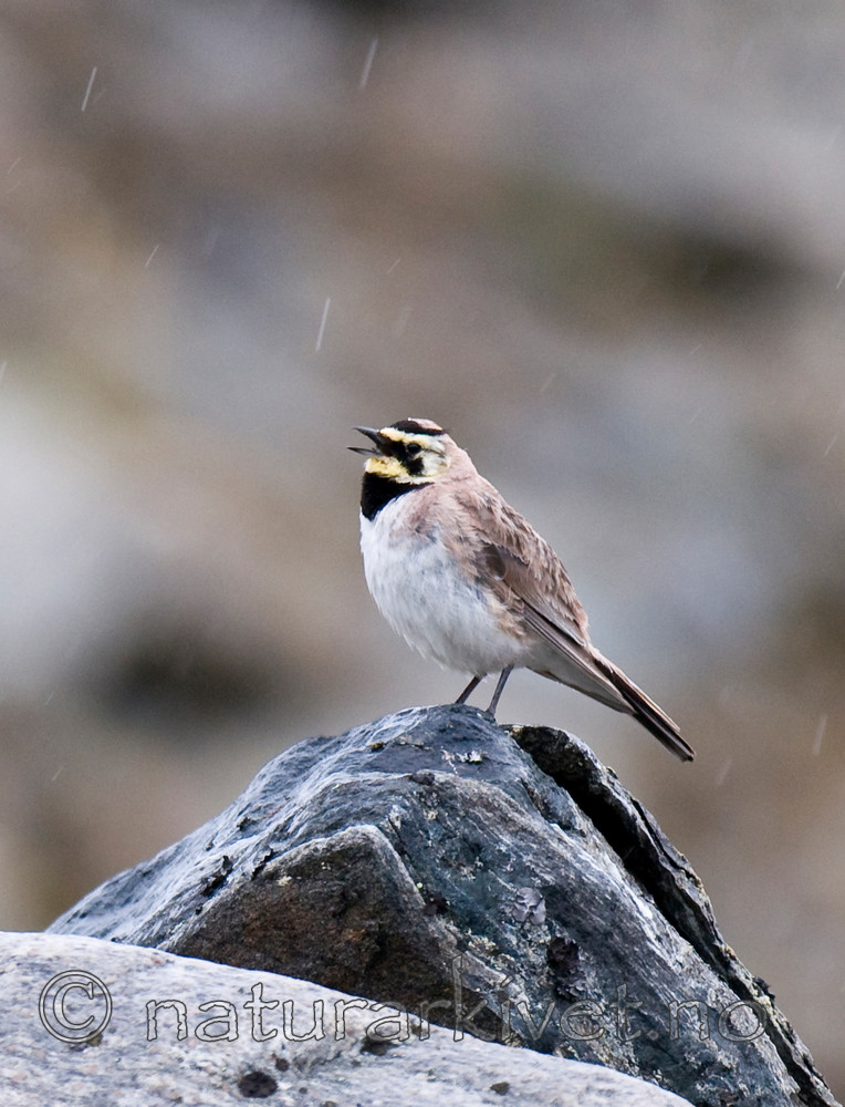 BB 11 0315 / Eremophila alpestris / Fjellerke