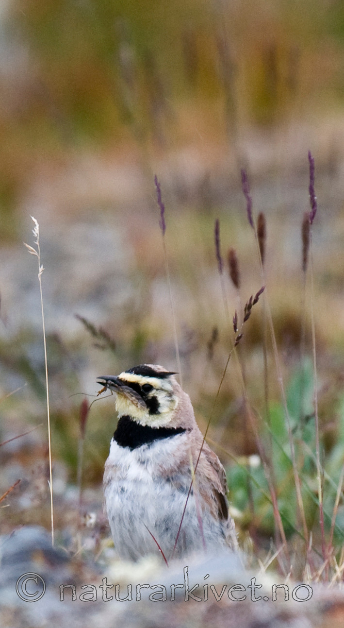 BB 11 0316 / Eremophila alpestris / Fjellerke