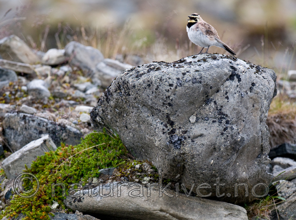 BB 11 0318 / Eremophila alpestris / Fjellerke
