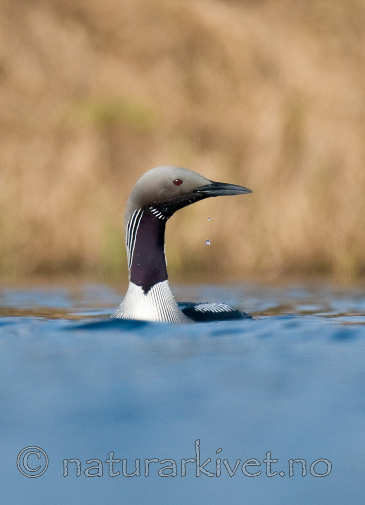 BB 11 0320 / Gavia arctica / Storlom