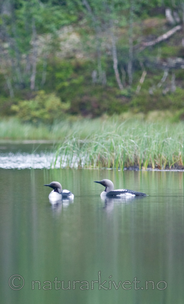 BB 11 0323 / Gavia arctica / Storlom