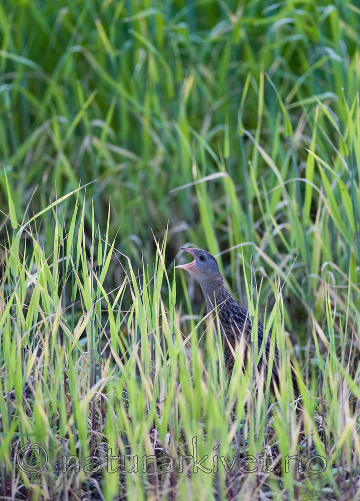 BB 11 0328 / Crex crex / åkerrikse
