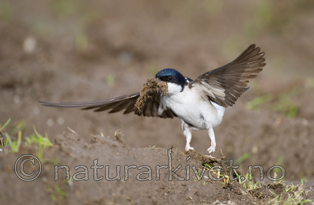 BB 11 0333 / Delichon urbicum / Taksvale