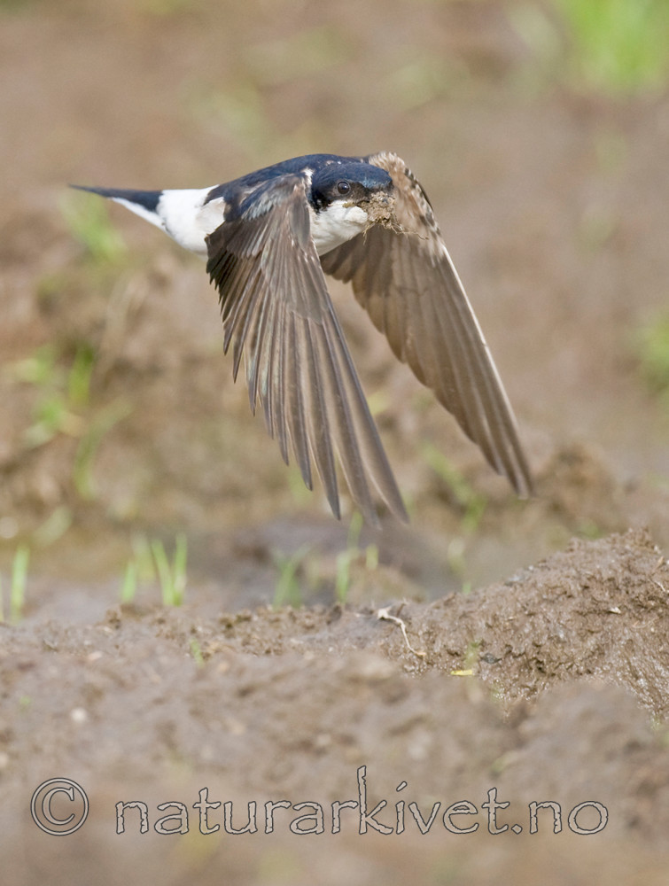 BB 11 0334 / Delichon urbicum / Taksvale