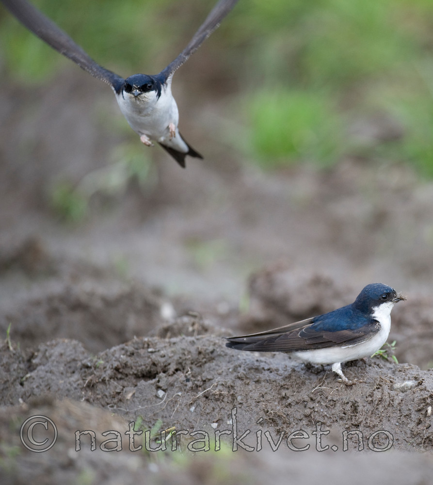 BB 11 0338 / Delichon urbicum / Taksvale