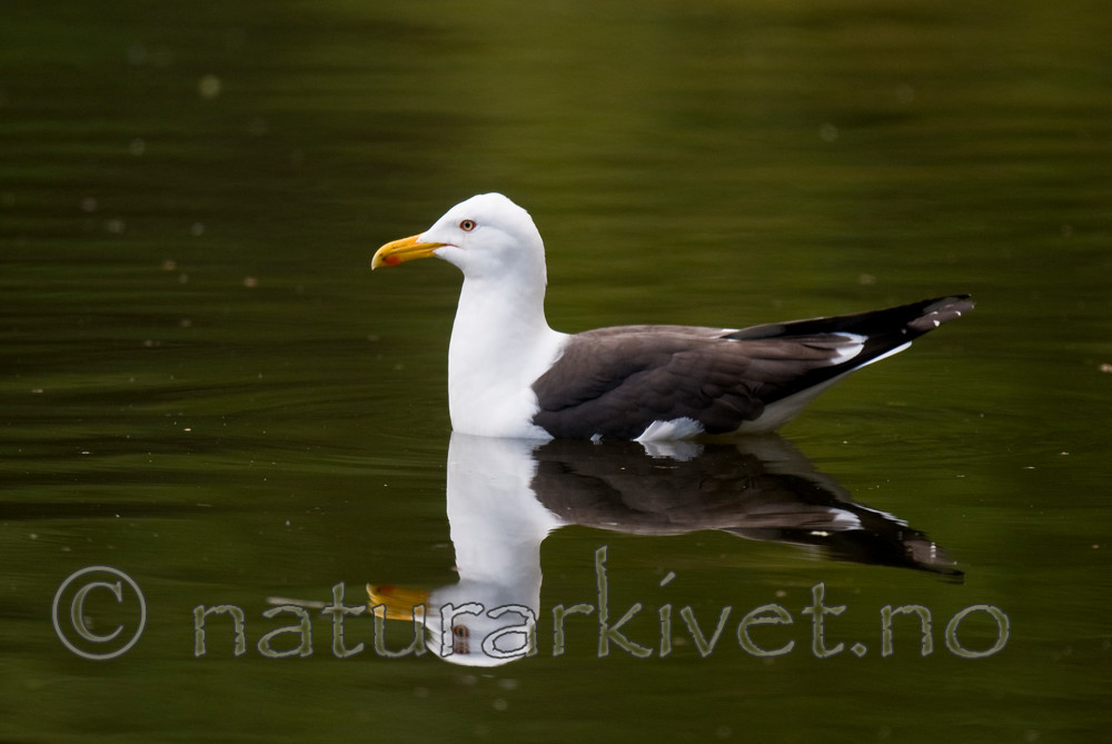 BB 11 0343 / Larus fuscus / Sildemåke