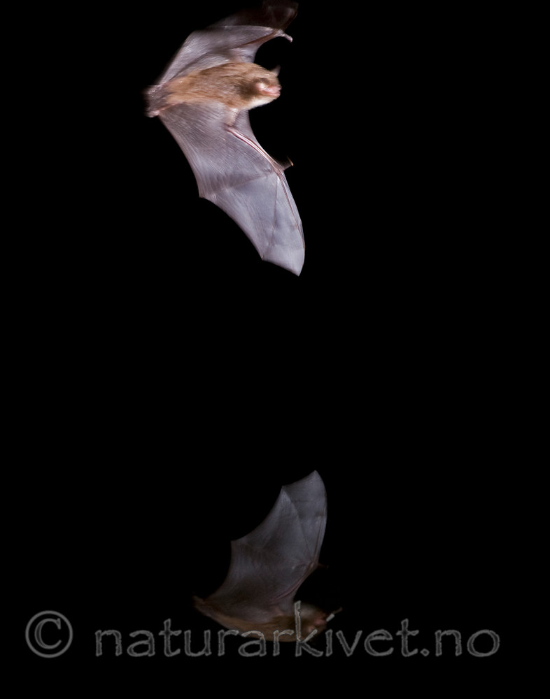 BB 11 0345 / Myotis daubentonii / Vannflaggermus