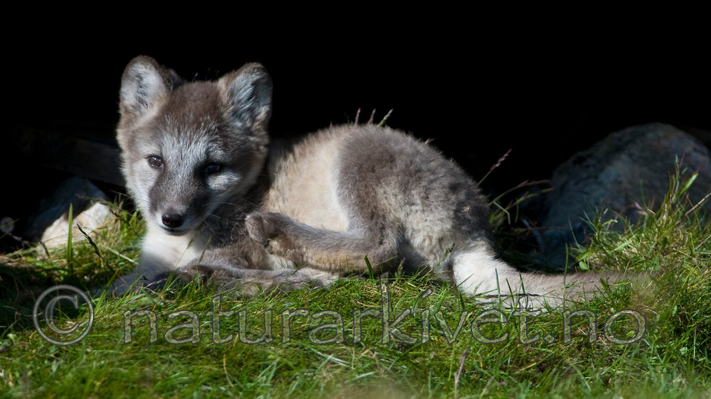 BB 11 0346 / Vulpes lagopus / Fjellrev