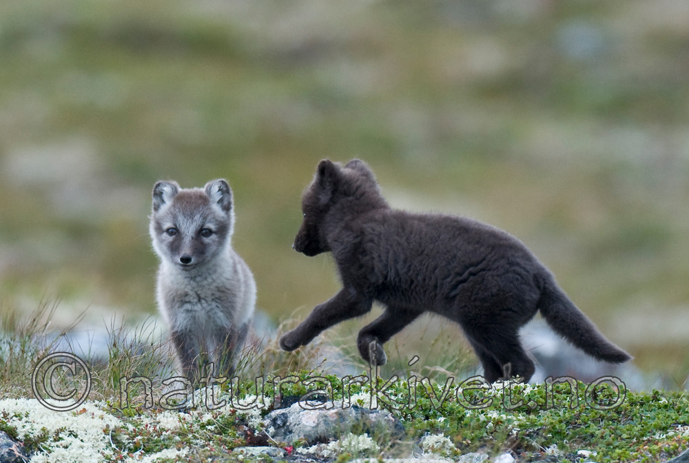 BB 11 0349 / Vulpes lagopus / Fjellrev