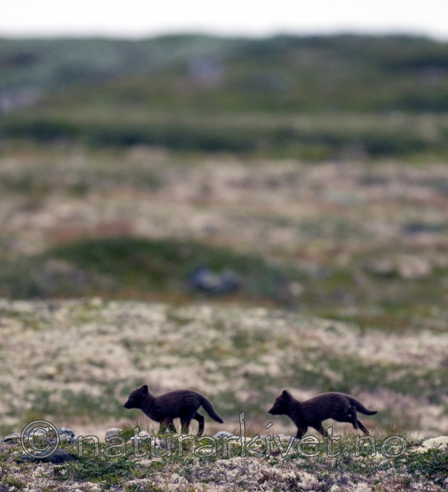 BB 11 0353 / Vulpes lagopus / Fjellrev