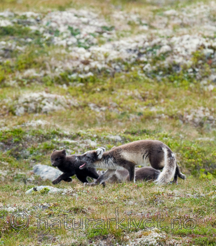 BB 11 0354 / Vulpes lagopus / Fjellrev