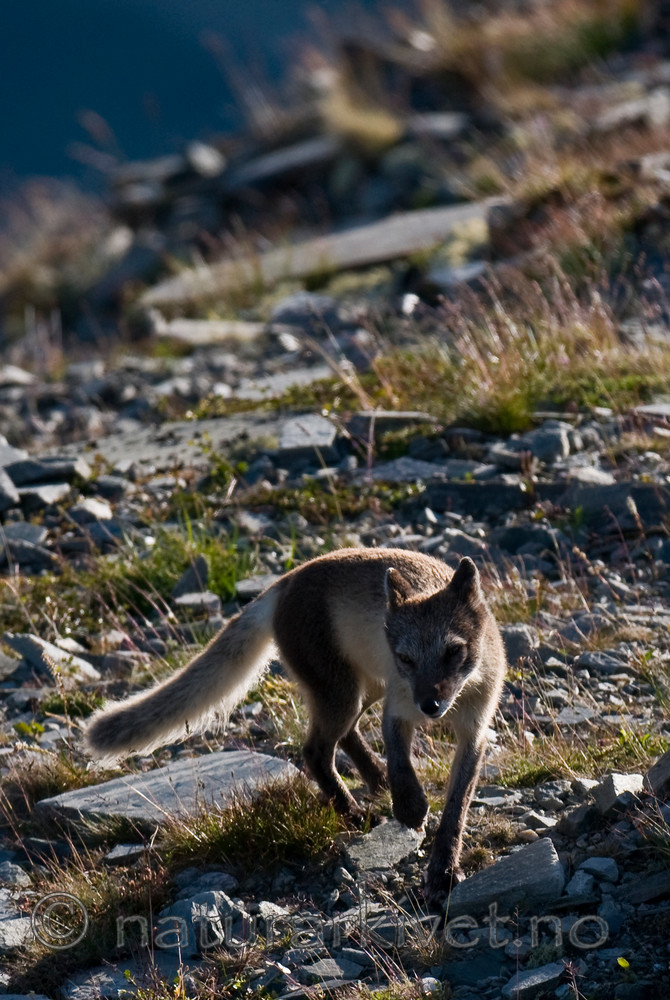 BB 11 0357 / Vulpes lagopus / Fjellrev