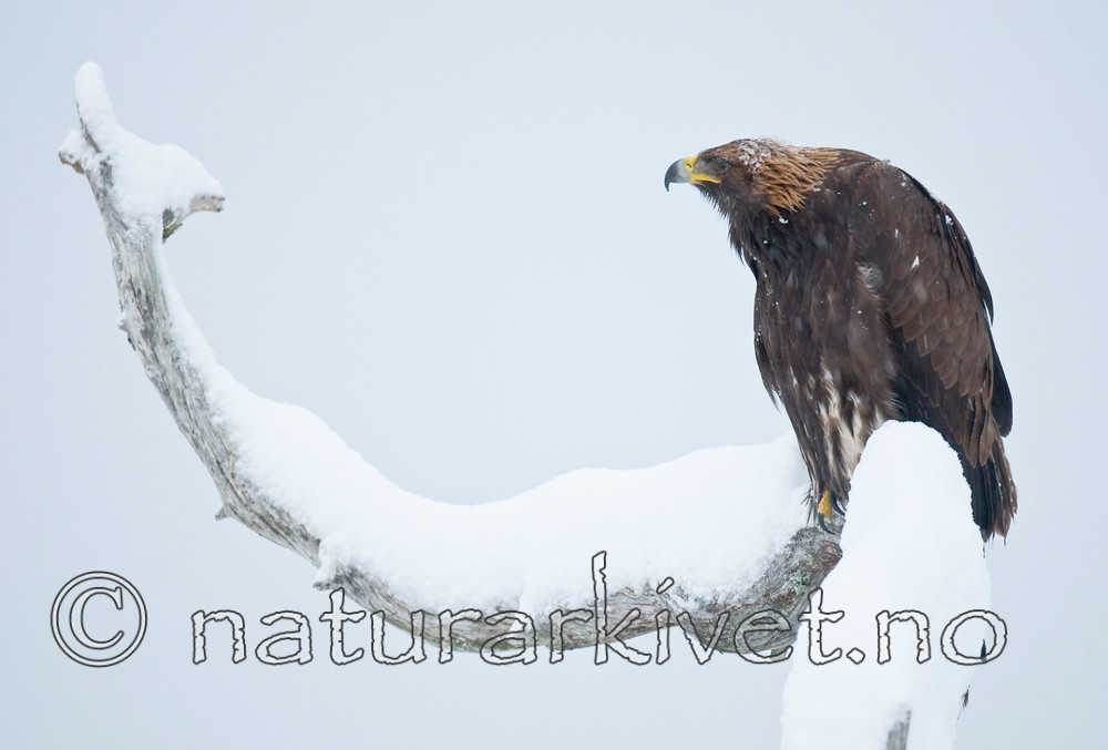 BB 11 0367 / Aquila chrysaetos / Kongeørn