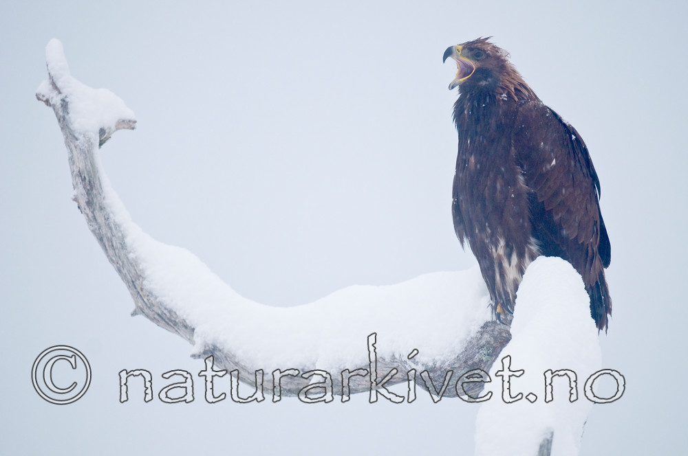 BB 11 0368 / Aquila chrysaetos / Kongeørn