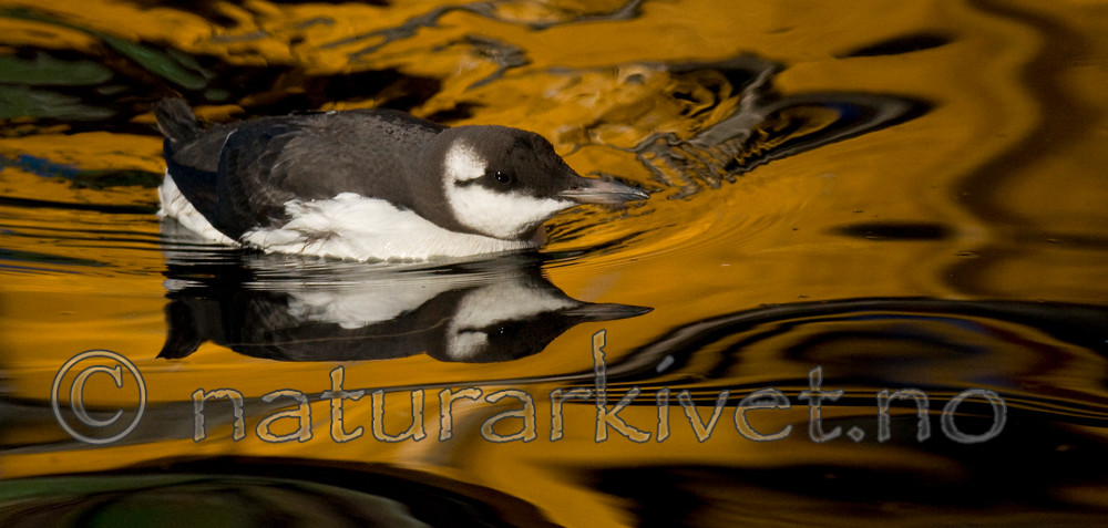 BB 11 0375 / Uria aalge / Lomvi